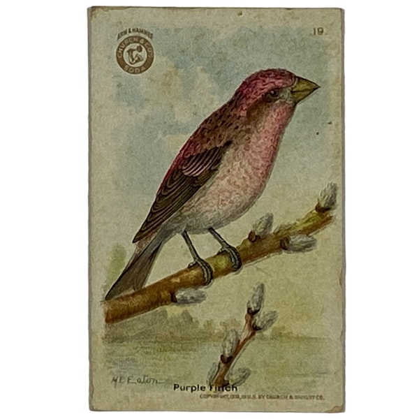 PURPLE FINCH - Collector's Card #19 - Arm & Hammer Useful Birds Of America, Second Series - Advertising Trade Card