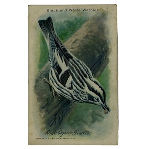 BLACK And WHITE WARBLER - Sammelkarte #6 - Arm & Hammer Nützliche Vögel von Amerika, Serie 9 - Werbekarte