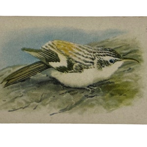 BROWN CREEPER - Sammelkarte #10 - Arm & Hammer Nützliche Vögel von Amerika, Serie 10 - Werbekarte - Louis Agassiz Fuertes 1938