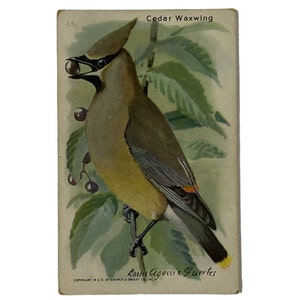 CEDAR WACHSwing - Collector's Card #15 - Arm & Hammer Useful Birds Of America, Series 10 - Werbekarte - Louis Agassiz Fuertes 1938