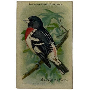 ROSE BRUSTED GROSBEAK - Sammelkarte #4 - Arm & Hammer Useful Birds Of America, Series 9 - Werbekarte -