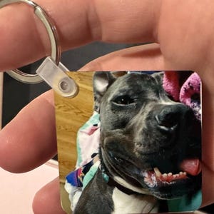 May include: A close-up of a gray and white pit bull dog with a pink blanket in the background. The dog is looking at the camera with its tongue sticking out.
