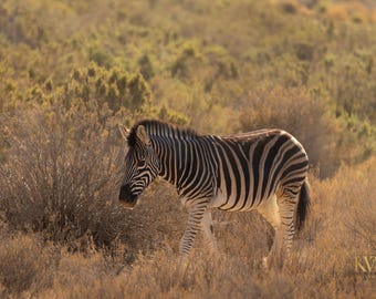 Zebra Photo, Africa Print, Namibia Wall Art, Wildlife Art