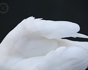 Swan Photography, No. 7, Paris Photography, Seine Photo, feather photo, swan photo, paris photo, seine, paris, feather decor, feathers