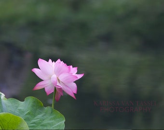 Nature Photography, Emerald Green Pink Lotus Flower Print, Nature Lover Gift, Spring Lotus, Blush Pink Wall Art