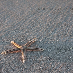 May include: A brown and white starfish on a gray sandy beach.