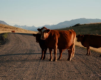 Montana Mountain Cow Photo, Rustic Ranch Print