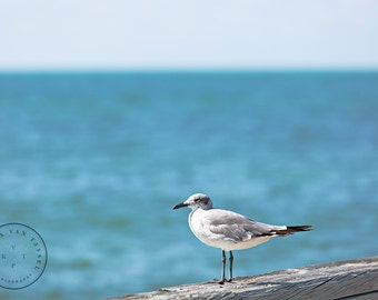 Seagull on Pier, Key West Photography Print, Blue Ocean