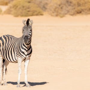 Zebra Photo, Africa Print, Safari Wall Art, Wildlife Art