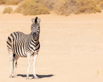 Zebra Photo, Africa Print, Safari Wall Art, Wildlife Art