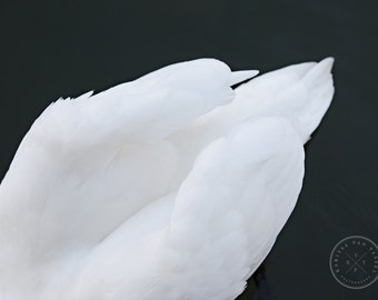 Swan Photography, No. 8, Paris Photography, Seine Photo, feather photo, swan photo, paris photo, seine, paris, feather decor, feathers