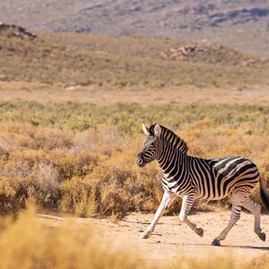 Zebra Photo, Africa Print, Safari Wall Art, Wildlife Art