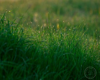 Sunrise Photo, Countryside Photo, Grass Photo, Morning Photo, Dew Drops, Grass Photo, France Photo, morning dew photo, green wall art