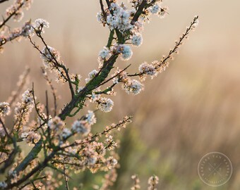 Countryside Photo, Flower Photo, Morning Photo, Sunrise Photo, Bedroom Wall Decor, Countryside Photo, France Photo, French Decor, Country