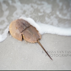 Beach House Decor, Shell Print, Beach Wall Art, Beach Art, Island Wall Art, Shell Photo, Sanibel, Ocean Photography, Nature