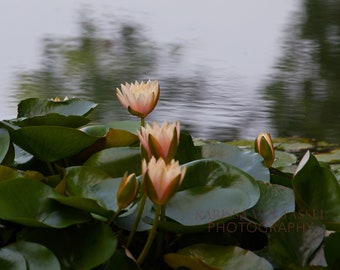 China photo, lily pad photo, flower photo, flower photography, pond photo, nature photography, lake photo, wanderlust, zen wall art