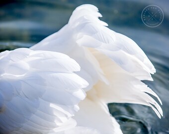 Paris Swan Fine Art Print, Feather Photography, Seine River