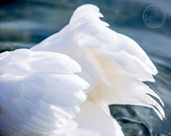 Paris Photography, Swan Photography, Seine Photo, feather photo, swan photo, paris photo, seine, paris, paris decor, feather decor, feathers