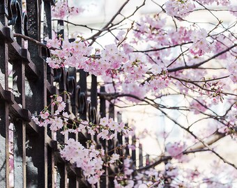 Paris Photography, Cherry Blossom Print, Springtime Decor