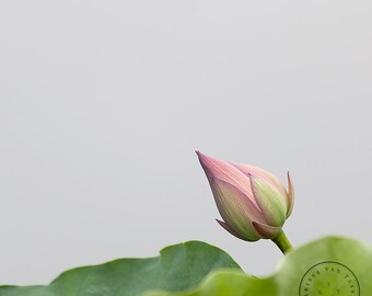 Lotus Blossom Photo Print, Asian Zen Wall Art, China Photography