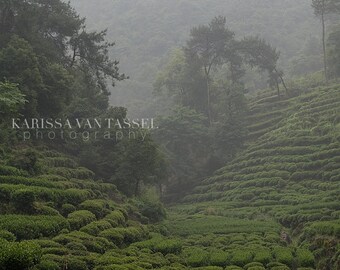 China Photo, Green Tea Fields, Green Tea, Green Tea Photograph, Nature Photography, Zen Wall Art, Green Wall Art, Kitchen Wall Art, Chinese