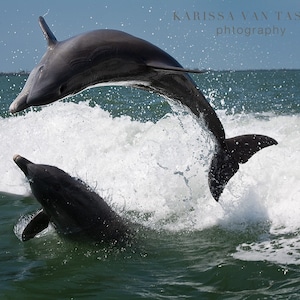Jumping Dolphins Photo Print, Sanibel Island Ocean Photography