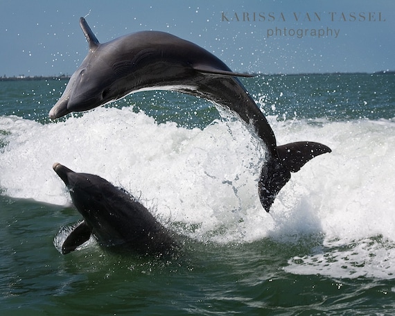 Jumping Dolphins Photo Print, Sanibel Island Ocean Photography