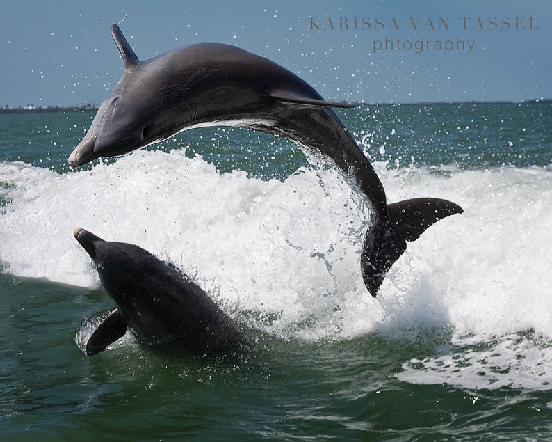 May include: Two dolphins leap out of the water, creating a spray of white foam. The dolphins are dark gray and have sleek bodies. The water is a deep blue and the sky is a light blue.