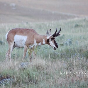 Nature Photography, Travel Photography, Wanderlust, Mountain Range, Nature Lover, Forest Animal, Mountain Wall Print, Antelope, Animal Photo