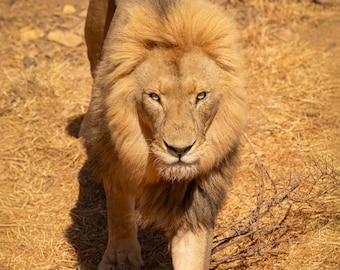 Lion Photo, Africa Print, Safari Wall Art, Wildlife Art