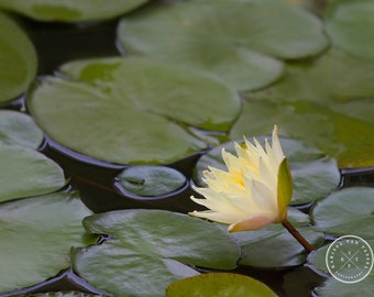 China photo, lily pad photo, flower photo, flower photography, pond photo, yellow and green, nature photography, lake photo, zen wall art