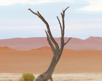 May include: A weathered, leafless dead tree stands in a vast desert landscape with orange sand dunes in the background. The ground is light-colored, cracked earth. The text KARISSA VAN TASSEL PHOTOGRAPHY is visible in the bottom right corner.
