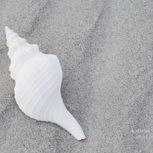 Nautical Wall Art, Island Photography, Shell Decor, Sanibel Beach Photo, Coastal Decor, Florida Photography, Wall Art Coastal, Ocean Theme image 2