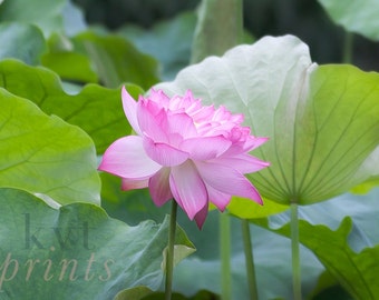 Nature Photography, Emerald Green Pink Lotus Flower Print, Nature Lover Gift, Spring Lotus, Blush Pink Wall Art