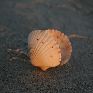 May include: A single off-white bivalve seashell with a fan-shaped structure and prominent radial ridges. The shell features small, scattered reddish-brown spots along its exterior surface and is partially open, revealing its textured interior.