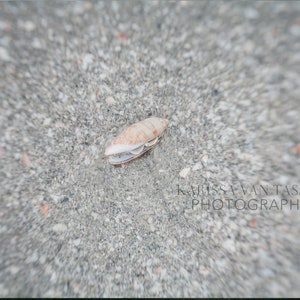 Beach House Decor, Shell Print, Beach Wall Art, Beach Art, Island Wall Art, Shell Photo, Sanibel, Ocean Photography, Nature