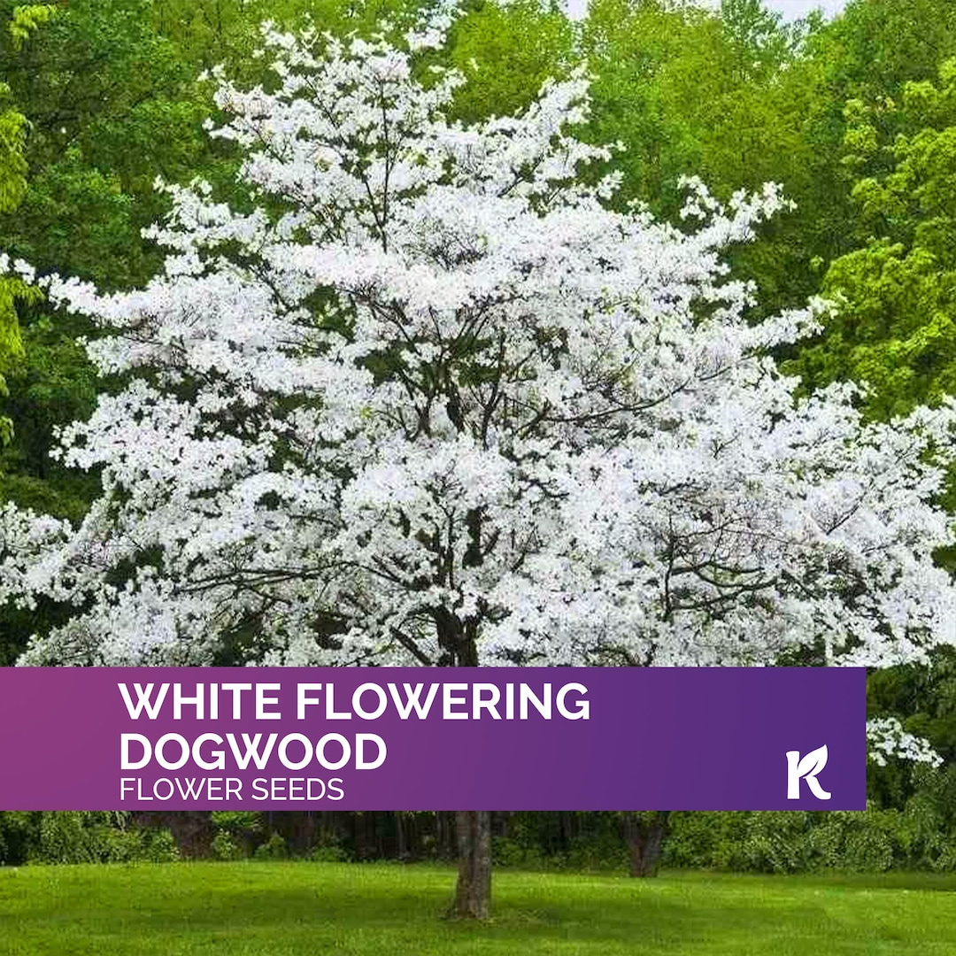 thumbnail image 2 of White Flowering Dogwood Seeds – Cornus Florida, Hardy Fall Color Tree For Spring & Summer Show 2 of 5