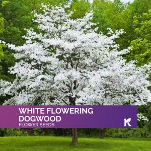 10 White Flowering Dogwood Tree Seeds for Planting (Cornus Florida) – Eastern Flowering Dogwood – Hardy Ornamental Small Tree