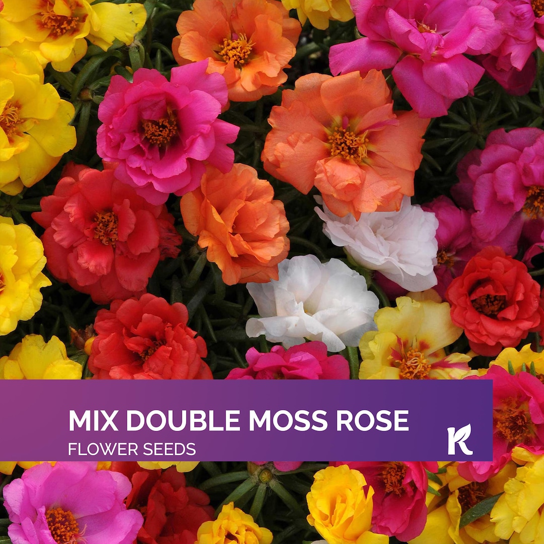 Double Flowered Moss Rose Seeds