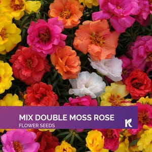 1000 PCS - Mix Moss Rose seeds (Portulaca grandiflora) Flower Seeds For Planting Outdoors, Purslane Double Flower Portulaca Seeds
