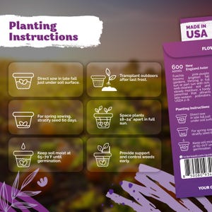 600 New England Aster Seeds (Aster Novae-Angliae), New England Aster Seeds, Perennial Flower Seeds For Butterfly Garden, Cut Flower Garden immagine 3