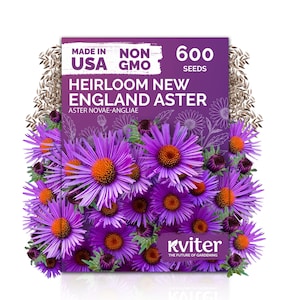 600 New England Aster Seeds (Aster Novae-Angliae), New England Aster Seeds, Perennial Flower Seeds For Butterfly Garden, Cut Flower Garden immagine 1