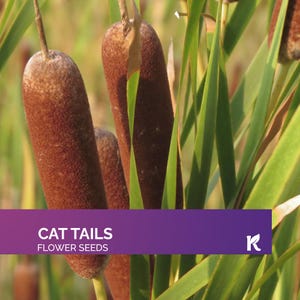 200 PCS - Cat Tails (Typha latifolia) – Cattail Seeds, Bog Plant Seeds – Tall & Hardy Perennial, Perfect Aquatic Plants for Ponds, Wetlands