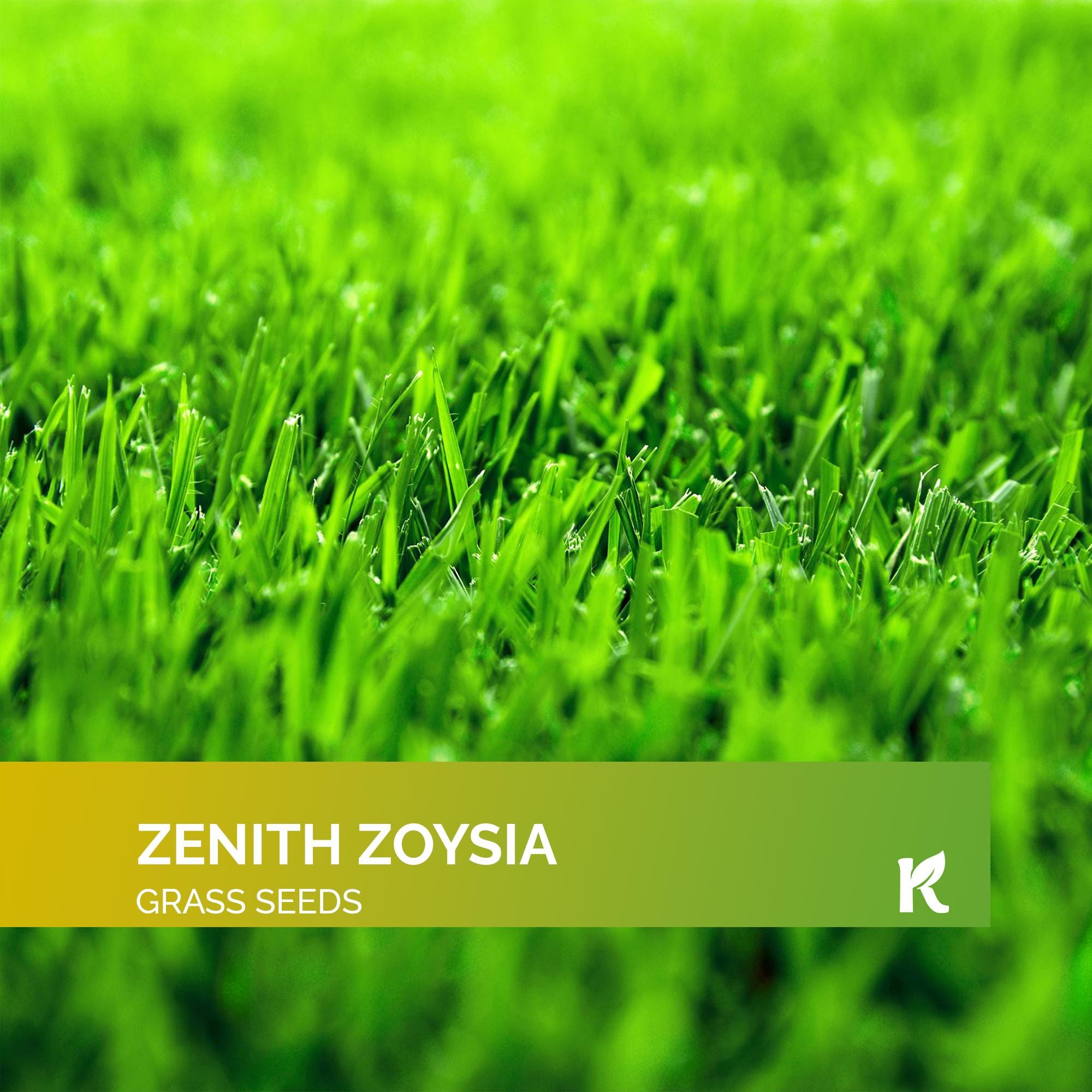 1/4 Lb Zenith Zoysia Grass Seed (zoysia Japonica) – Zenith Zoysia Seeds for  Lawn – Dense, Grass Seed Shade \u0026 Drought Tolerant - Etsy, image size:2000x2000