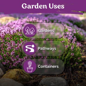 20000 Creeping Thyme (Thymus Serpyllum) seeds, Ground Cover Herb Seeds, Perennial Thyme Seeds, Lawn Alternative Plant, Bee - Friendly Seed image 4
