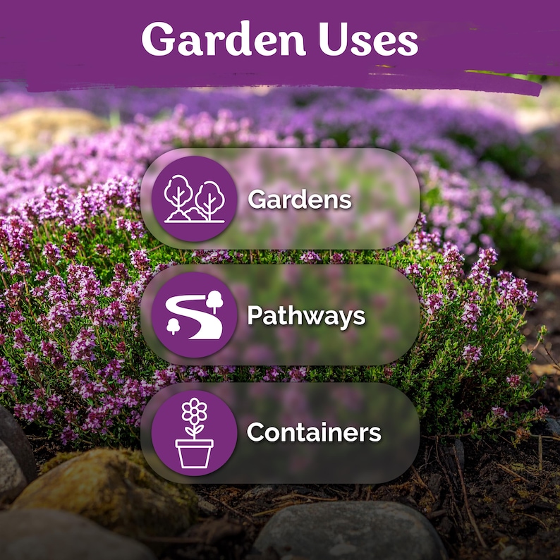 20000 Creeping Thyme (Thymus Serpyllum) seeds, Ground Cover Herb Seeds, Perennial Thyme Seeds, Lawn Alternative Plant, Bee - Friendly Seed image 4