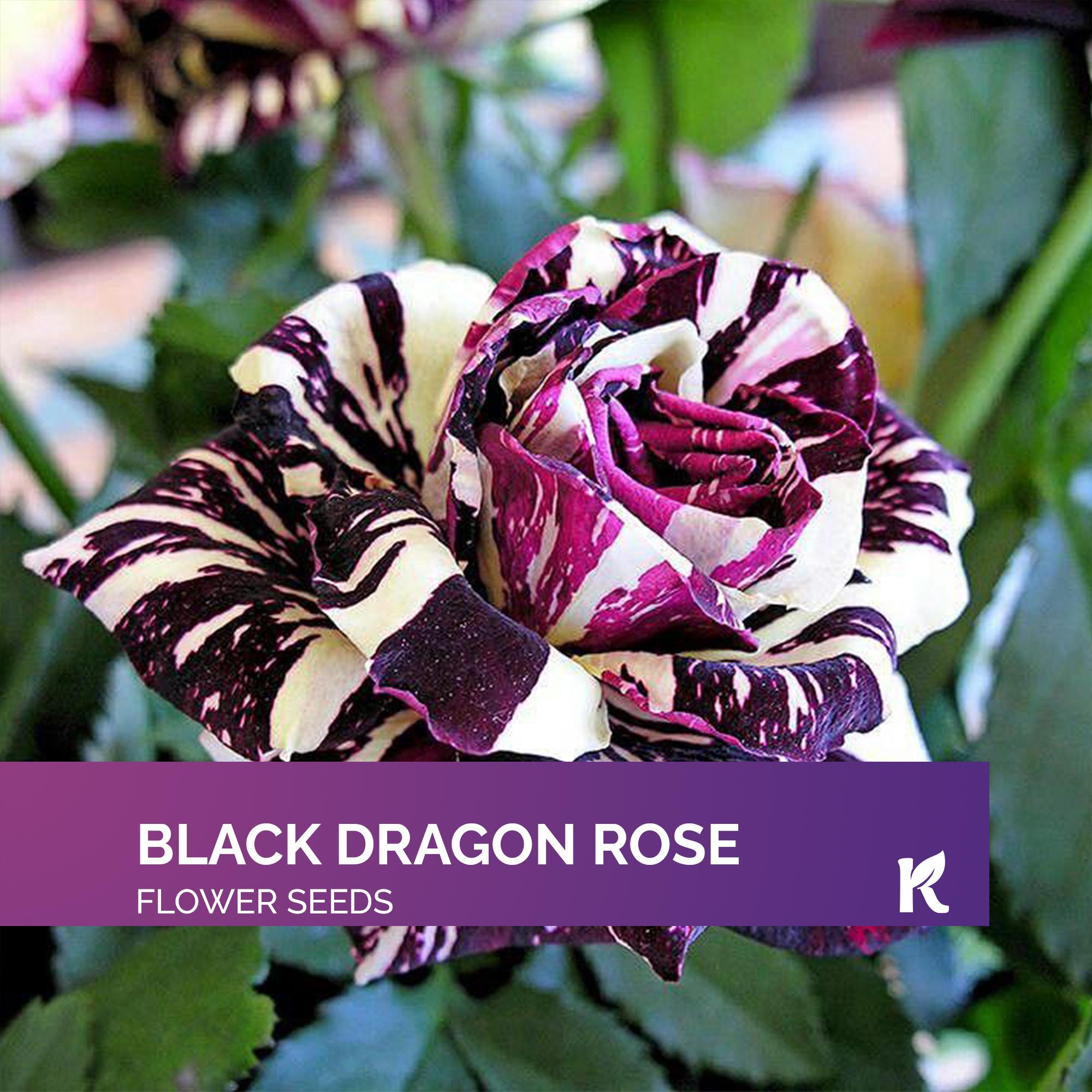 20 PCS - Black Dragon Rose Seeds (Rose nigrum) – Rare Black Rose seeds for planting, black dragon plant seeds, Fragrant Rose Flower Seeds