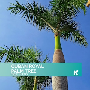 20 PCS - Royal Palm Tree Seeds for planting (Roystonea Regia), Palma Real – Rare Exotic, Fast-Growing, Majestic Palm seeds