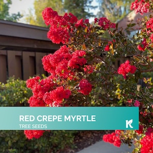 35 PCS - Red Crepe Myrtle Tree Seeds For Planting (Lagerstroemia Indica), Red Crape Myrtle, Crepe Myrtle Shrub, Flowering Outdoor Tree seeds