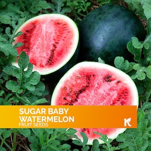 50 PCS - Sugar Baby Watermelon Seeds for Planting  – Heirloom, Organic Fruit Seeds – Extra-Sweet Melon, Mini Watermelon Seeds